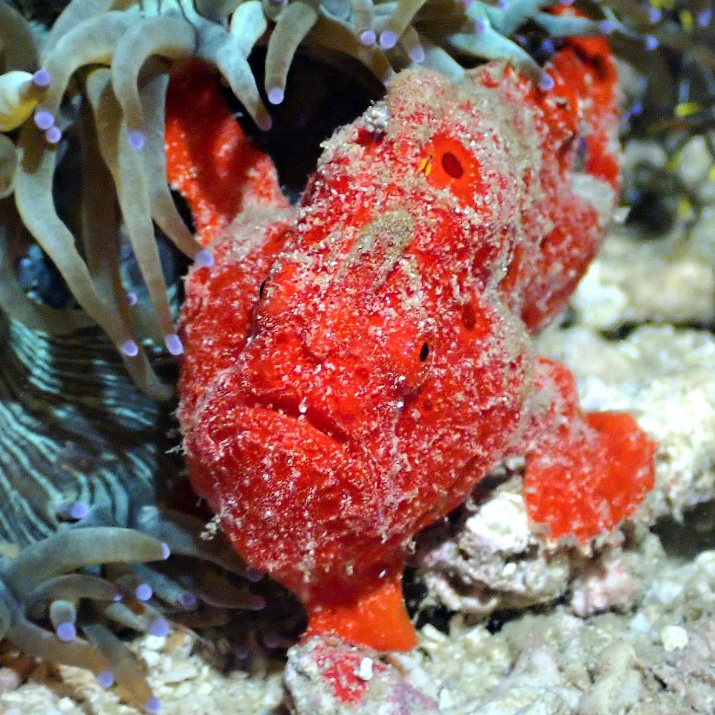 Carpe Diem dive cruises in Indonesia