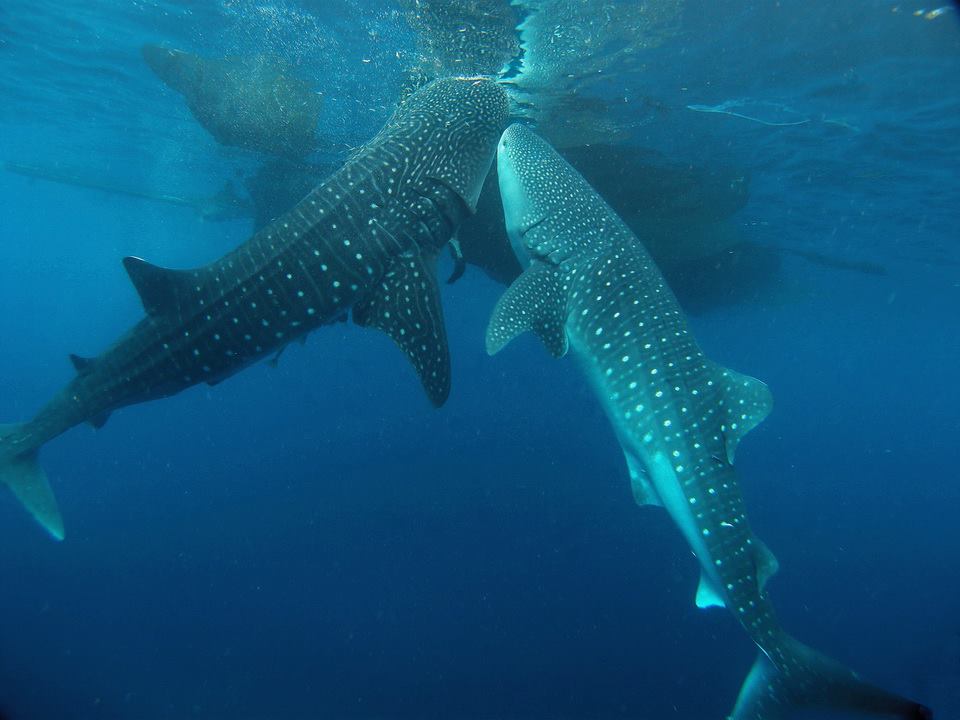 Whale sharks in Cenderawasih Bay