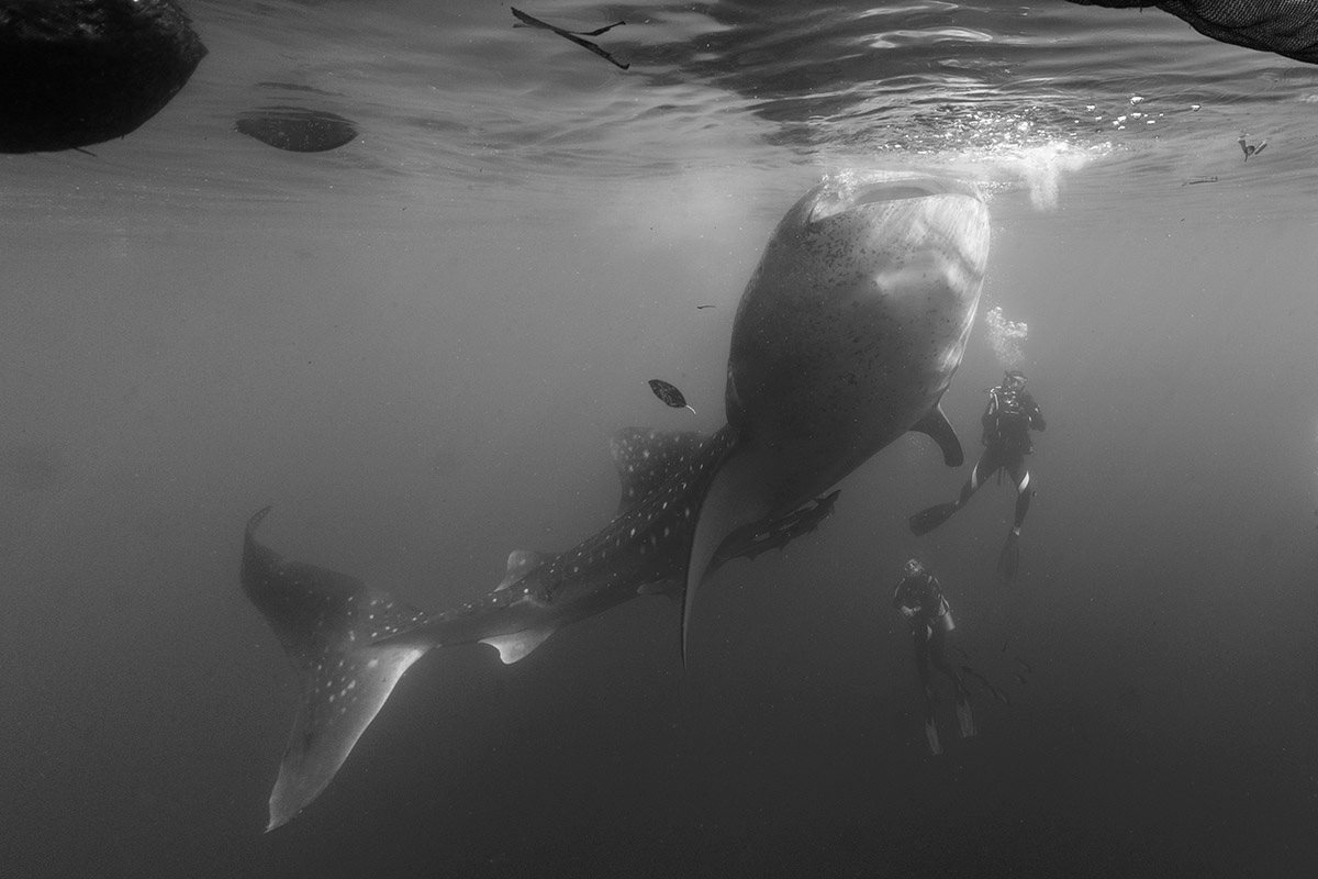 Whale shark and divers under bagan in Cenderawasih Bay