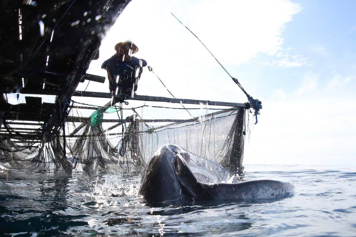 Whale shark and bagan fisherman in Cenderawasih Bay