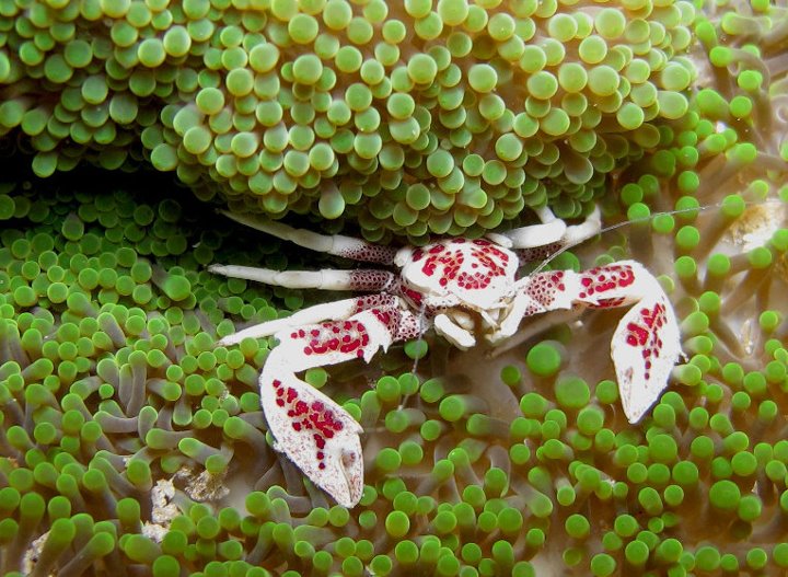 Porcelain crab on anemone in Cenderawasih Bay