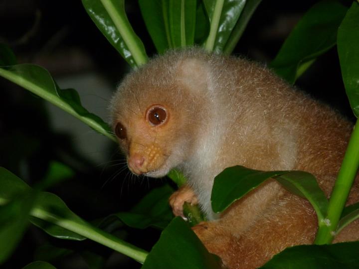 Cuscus of Cenderawasih Bay