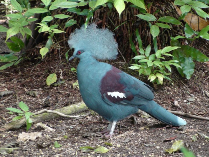 Western crowned pigeon of Cenderawasih Bay