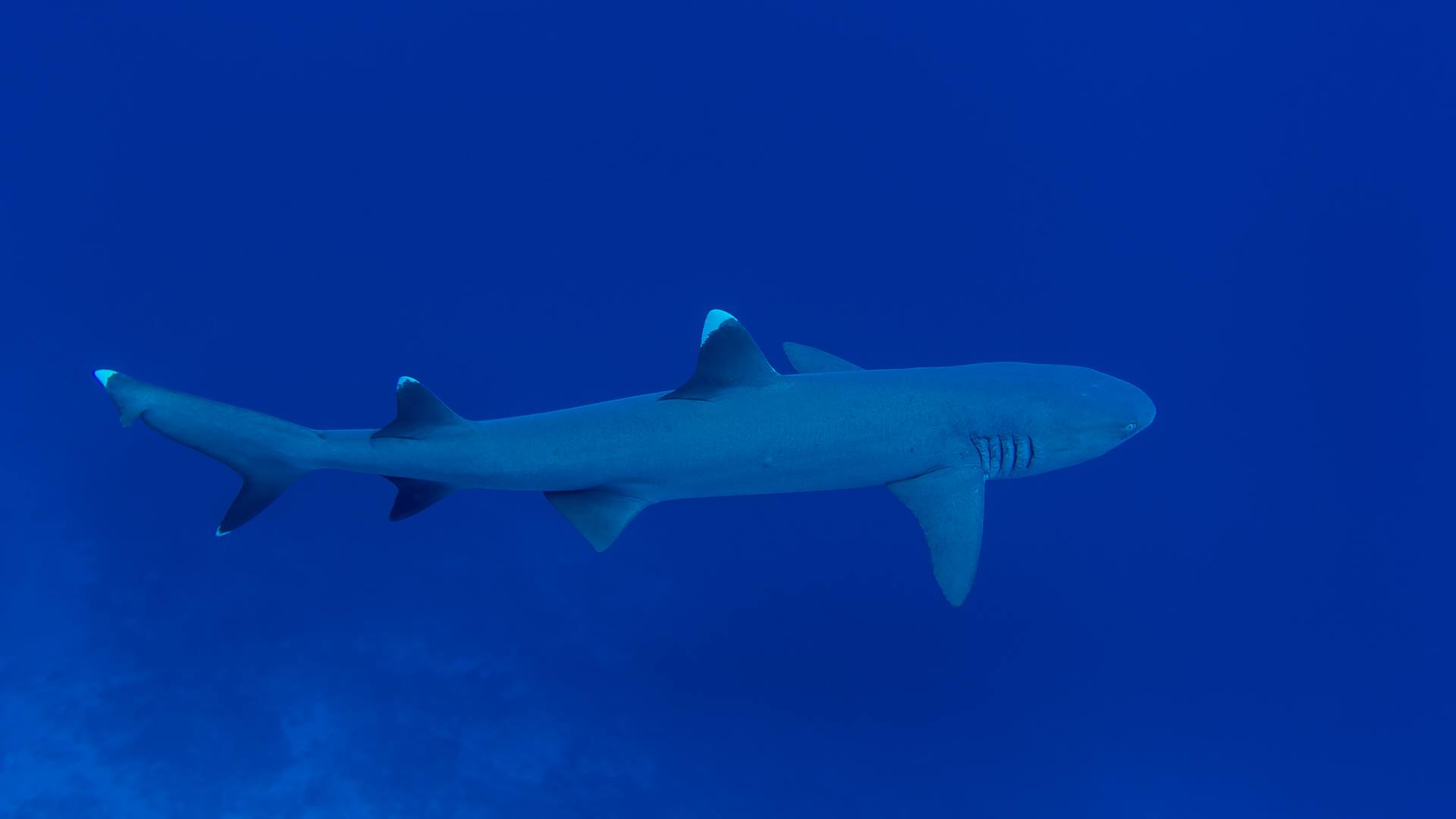 Diving with white tip sharks in Christmas Island 