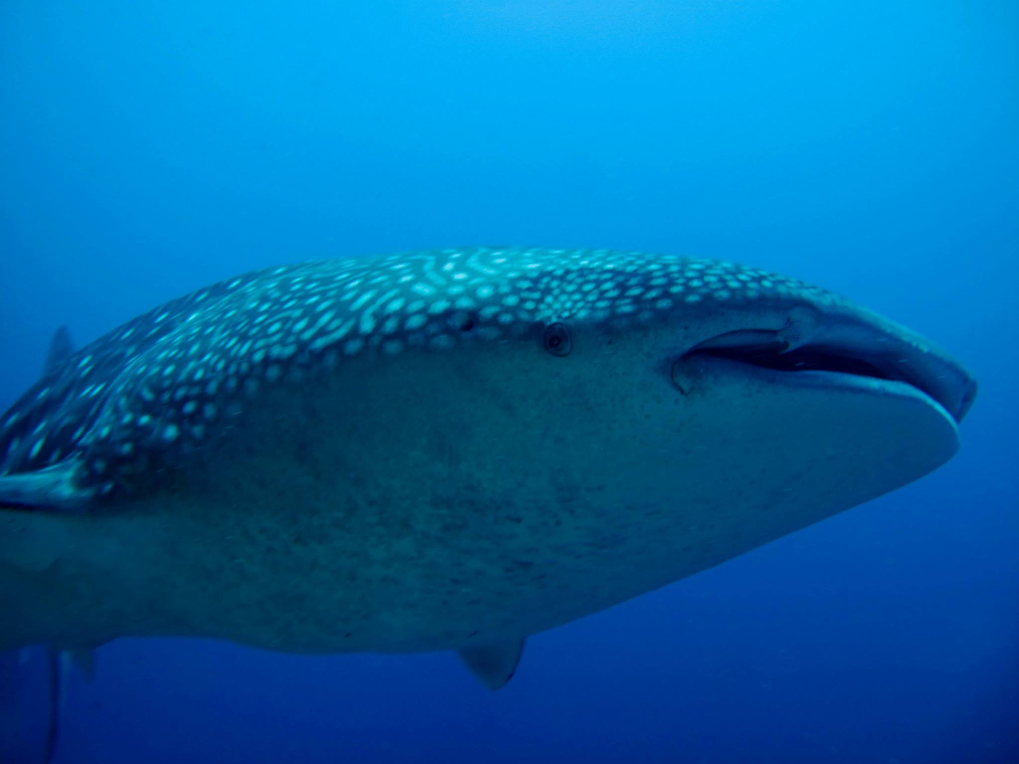 Diving with whale sharks in Christmas Island