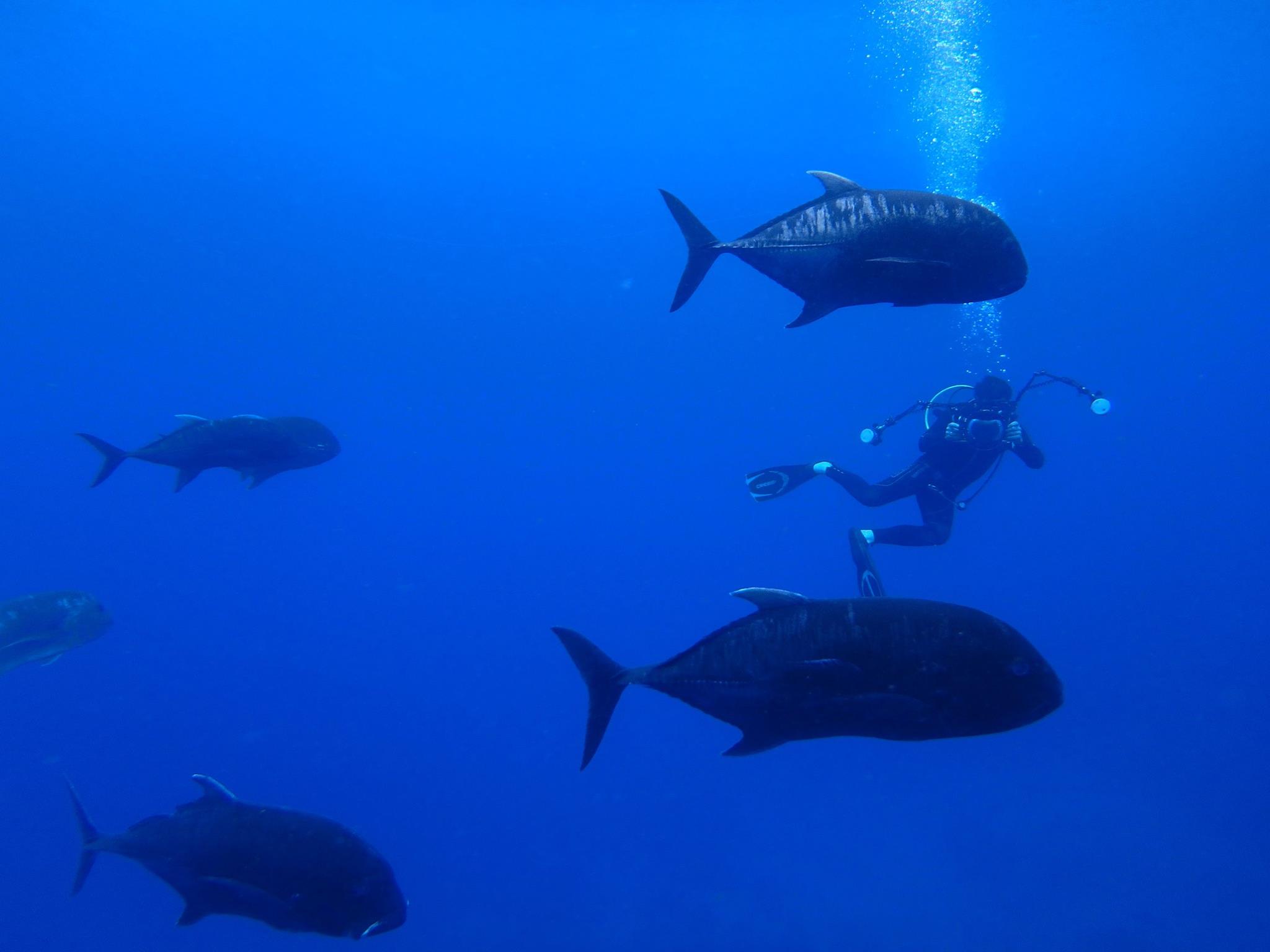 Diver and giant trevally in Christmas Island 