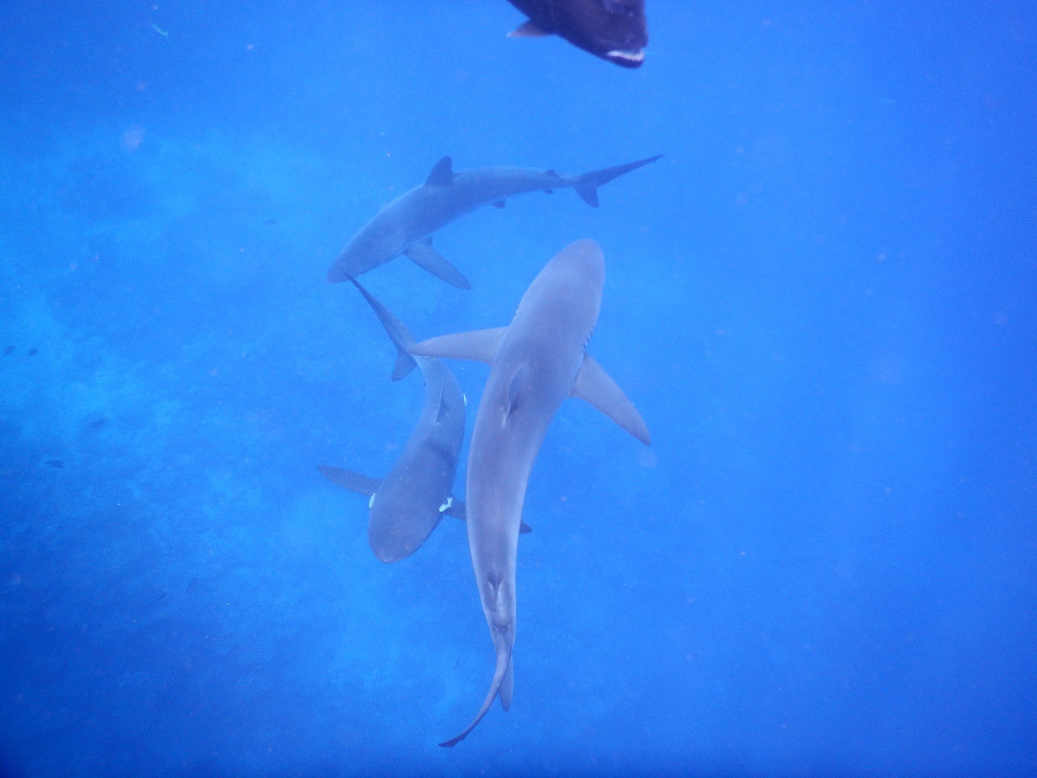 Diving with reef sharks in Christmas Island 