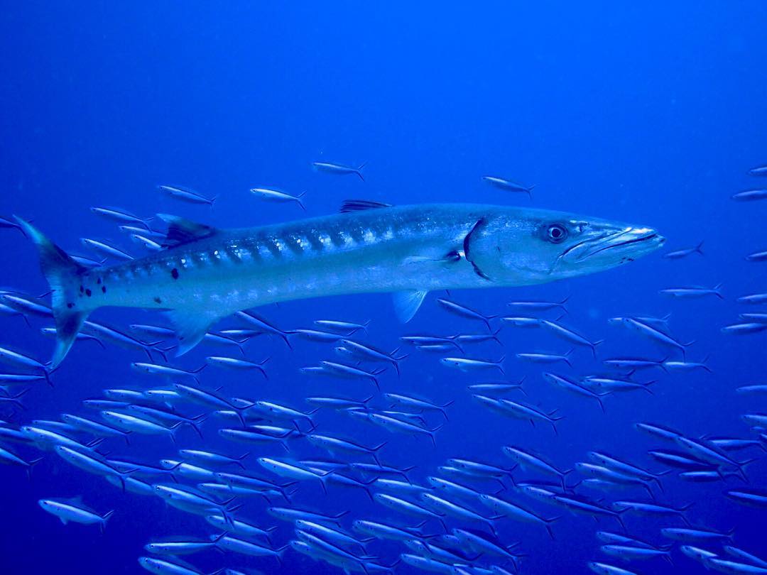 Diving with great barracuda in Christmas Island 