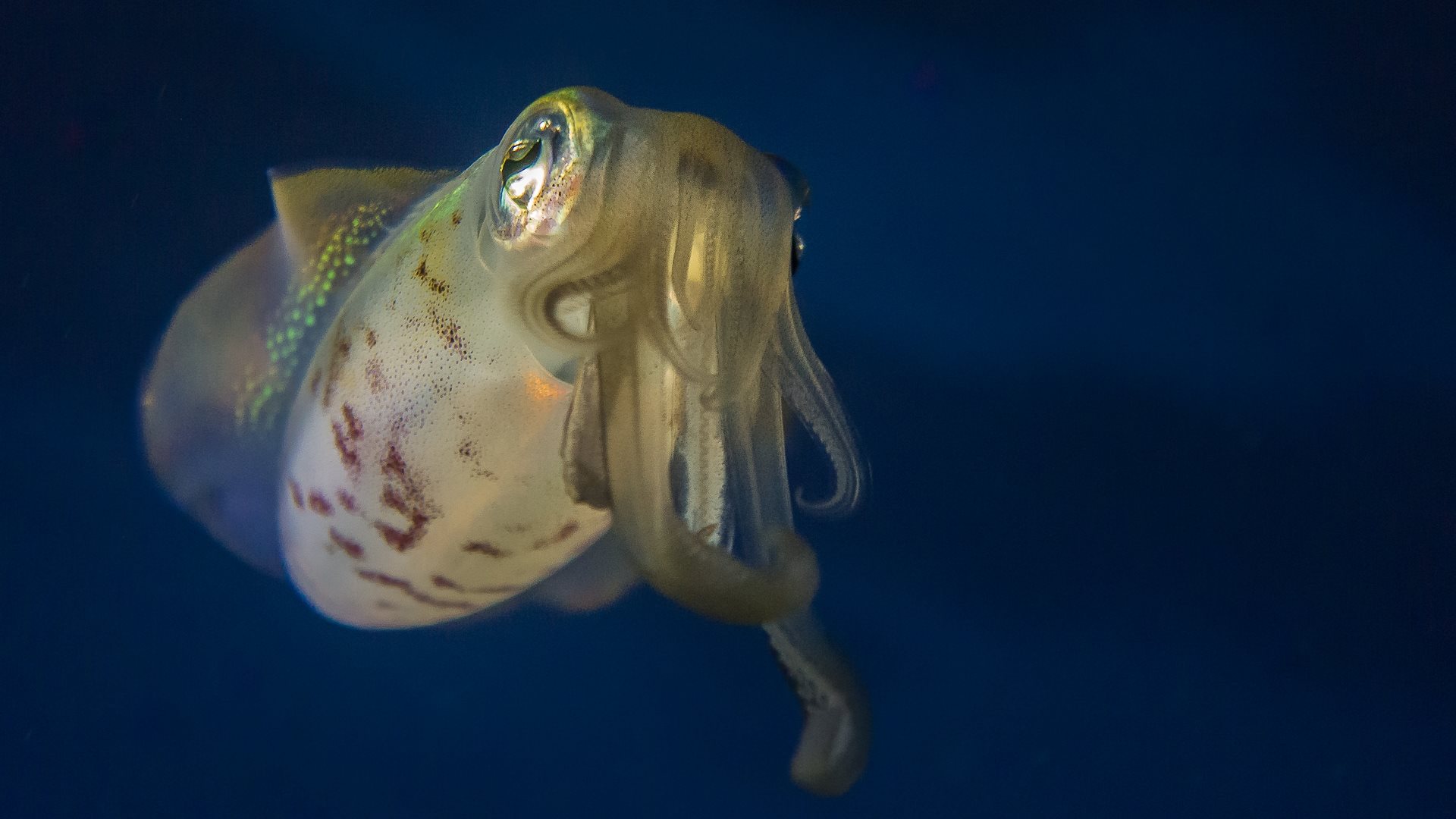 Juvenile squid in Christmas Island 
