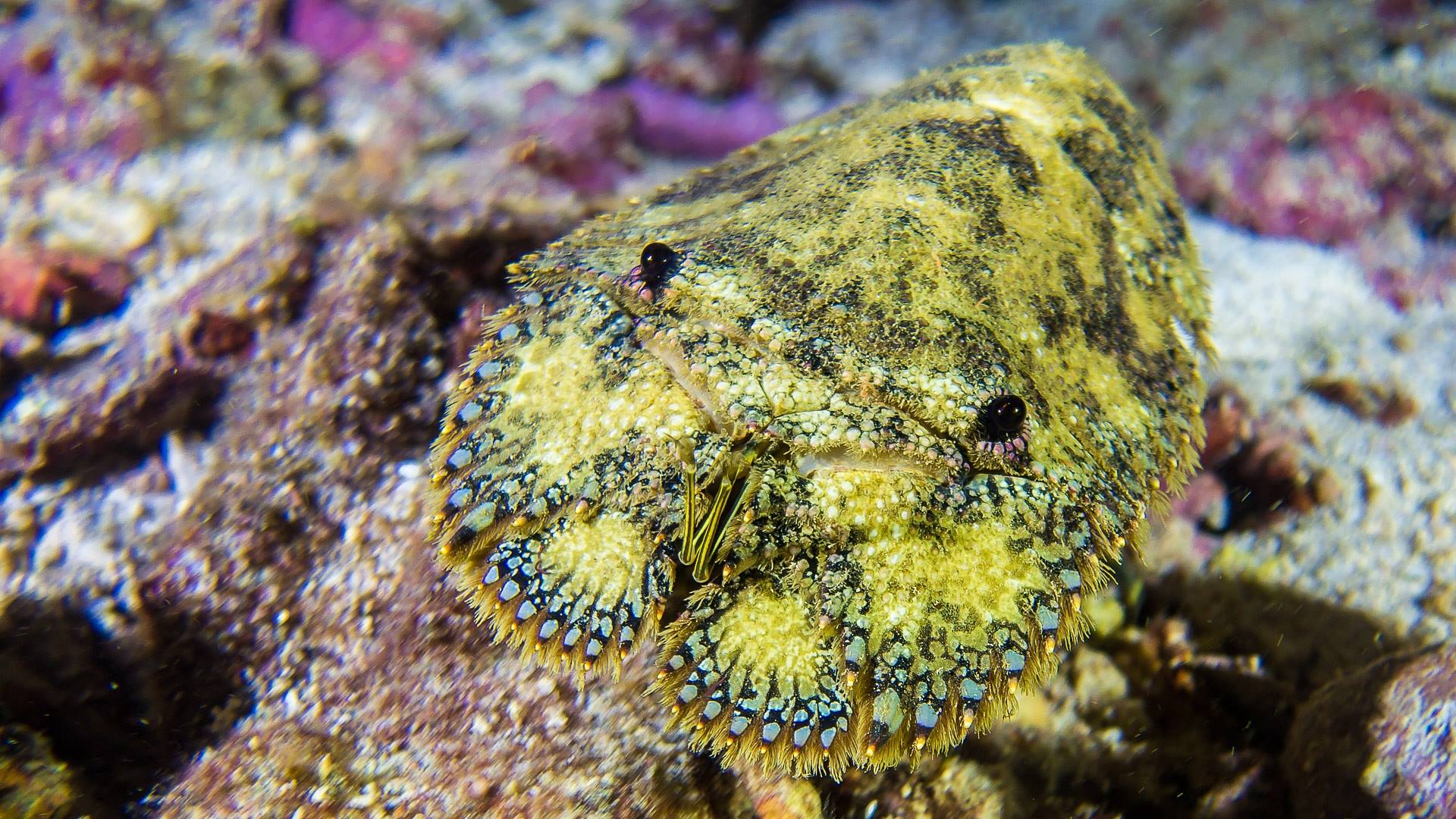Slipper lobster in Christmas Island 