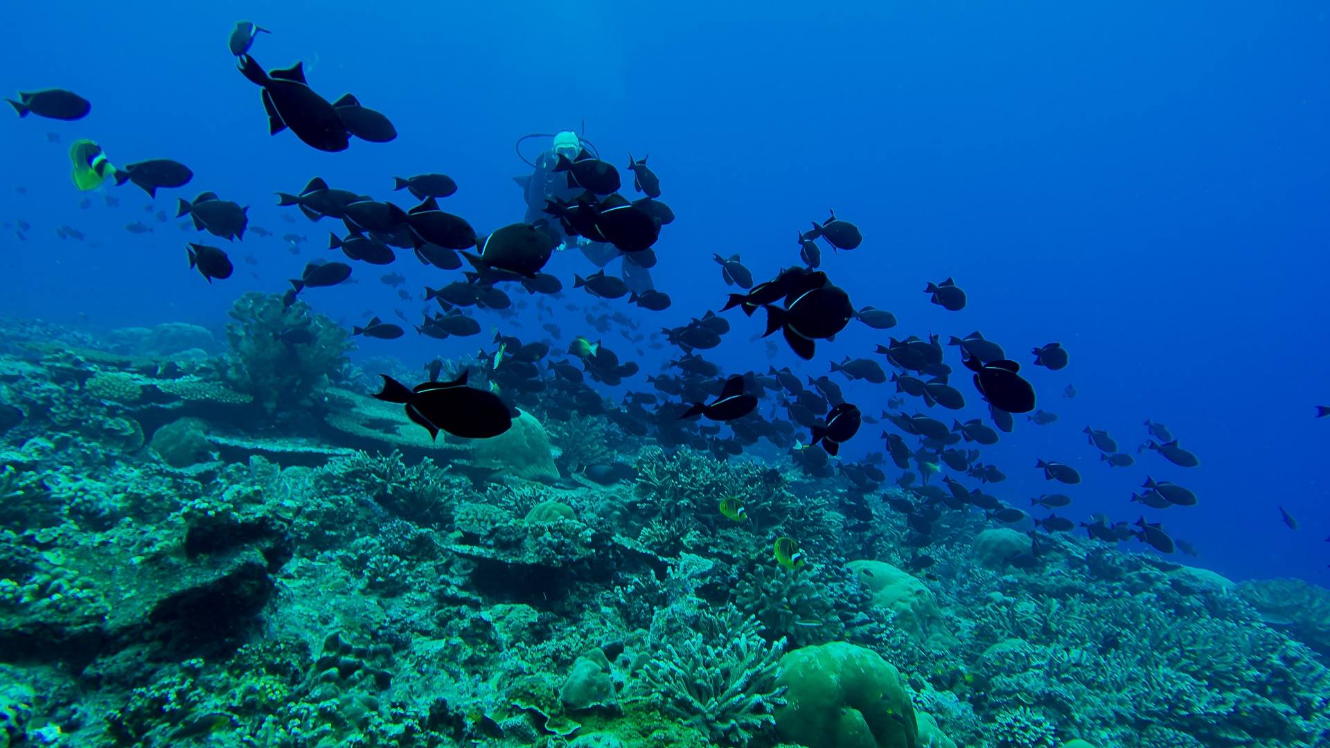 Coral reef in Christmas Island 