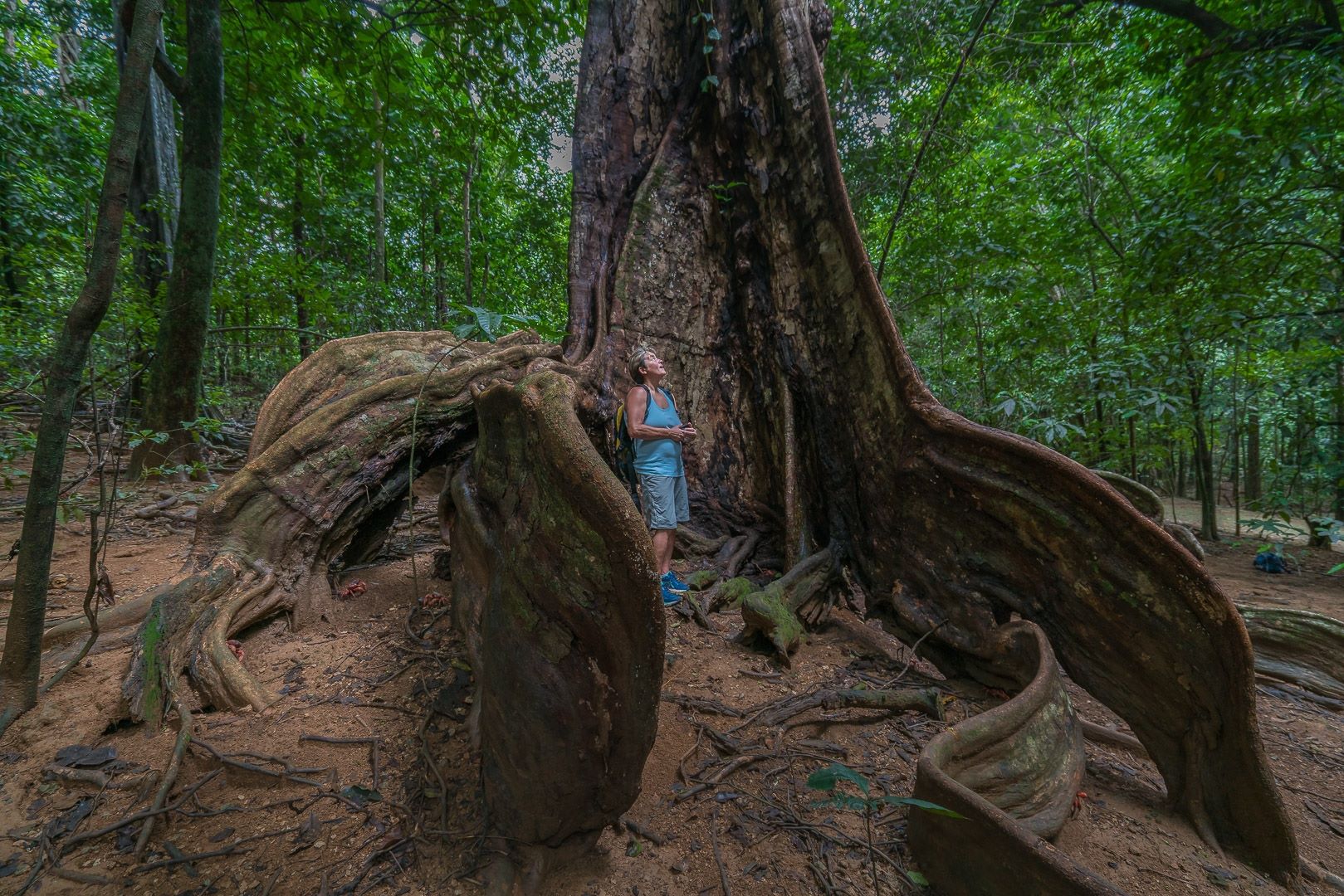 Trekking the forest of Christmas Island 