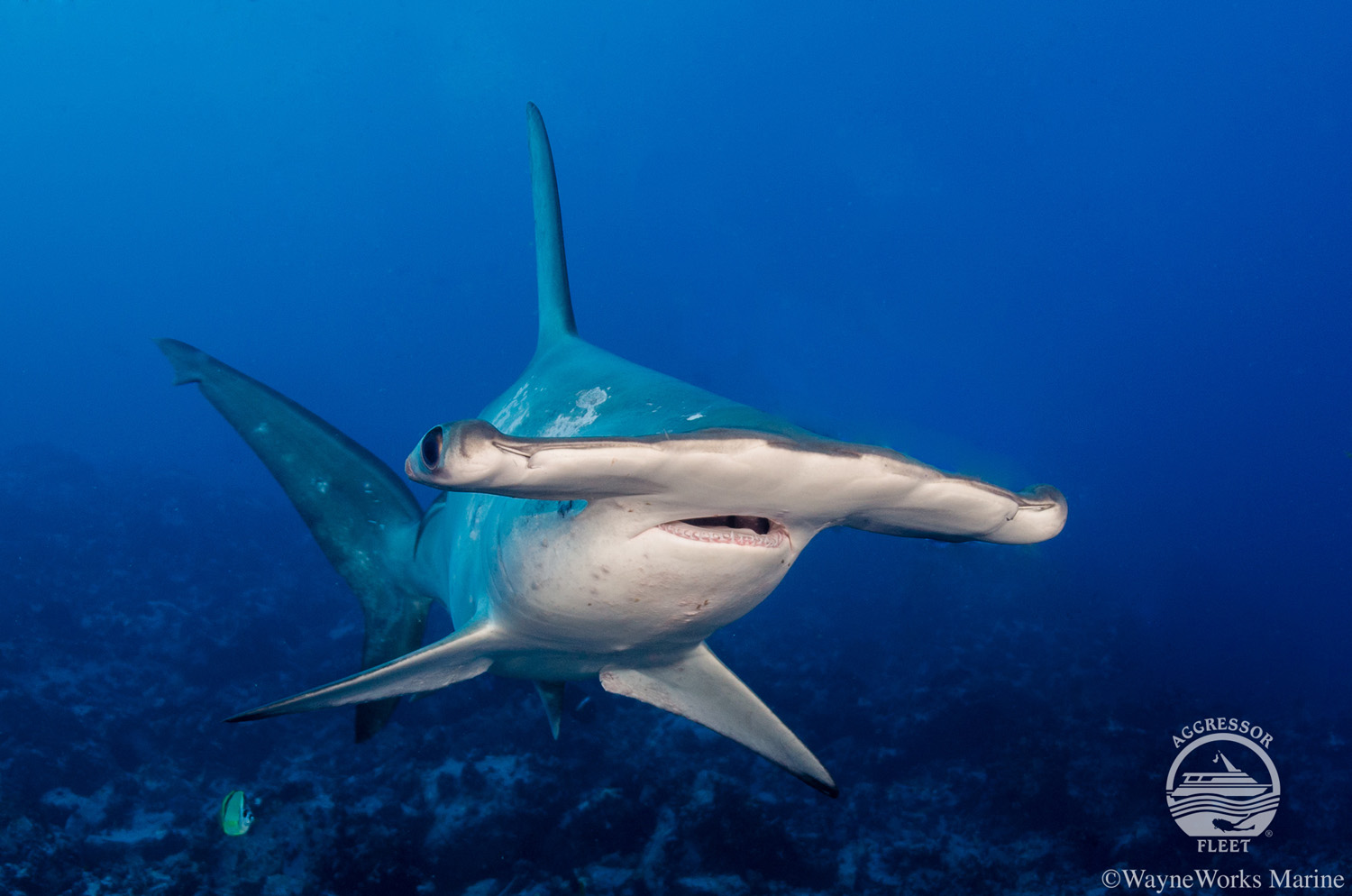 Diving with hammerhead sharks in Cocos Island 