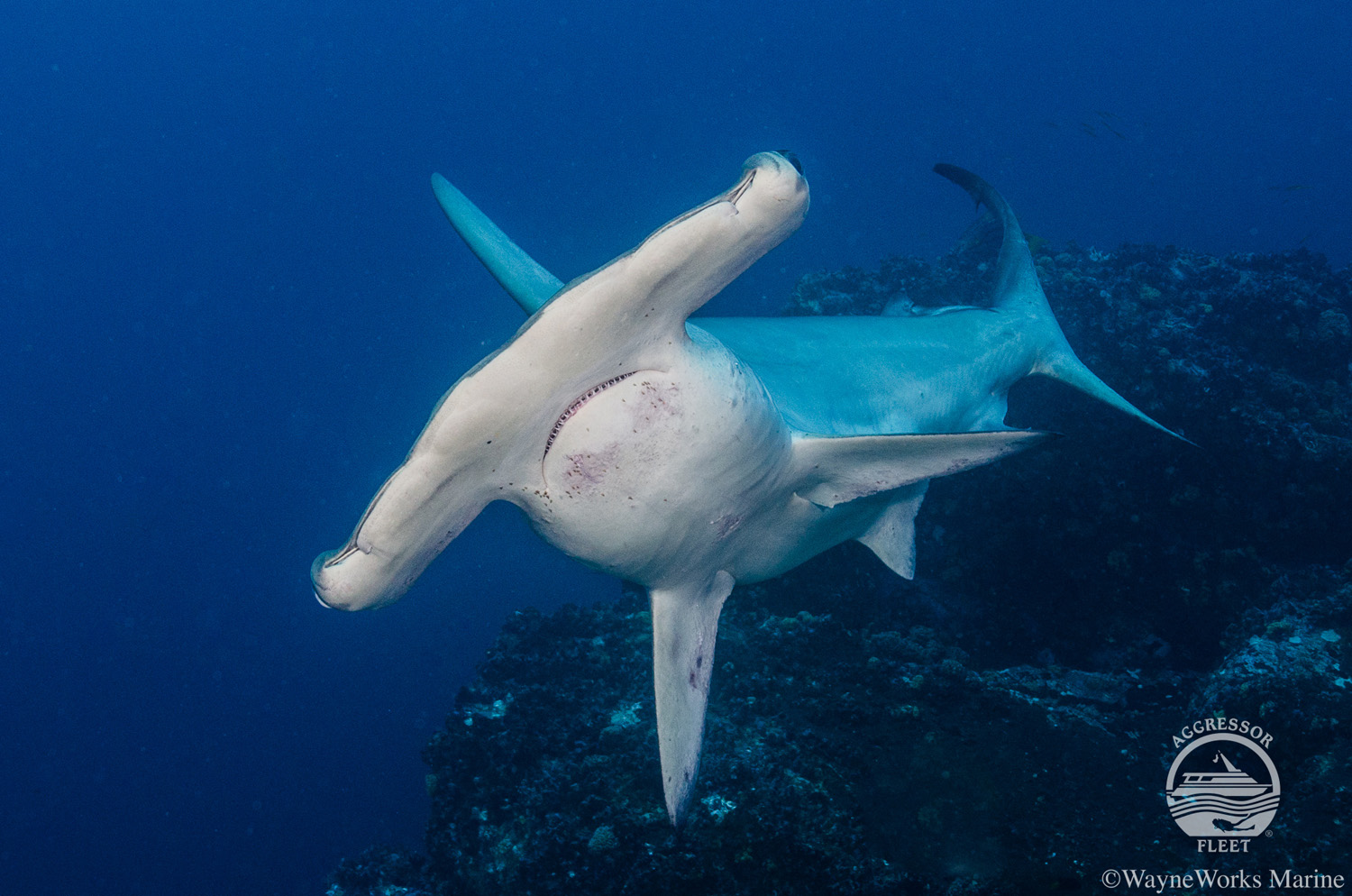 Diving with hammerhead sharks in Cocos Island 