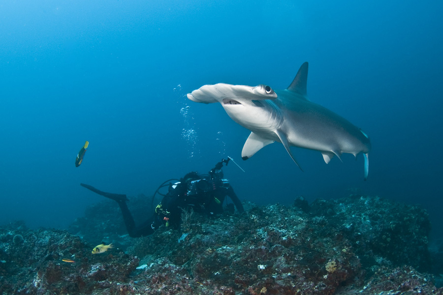 Diving with hammerhead sharks in Cocos Island 