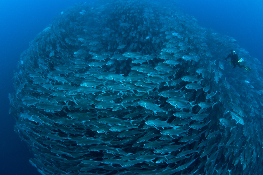 School of big eye jacks in Cocos Island 