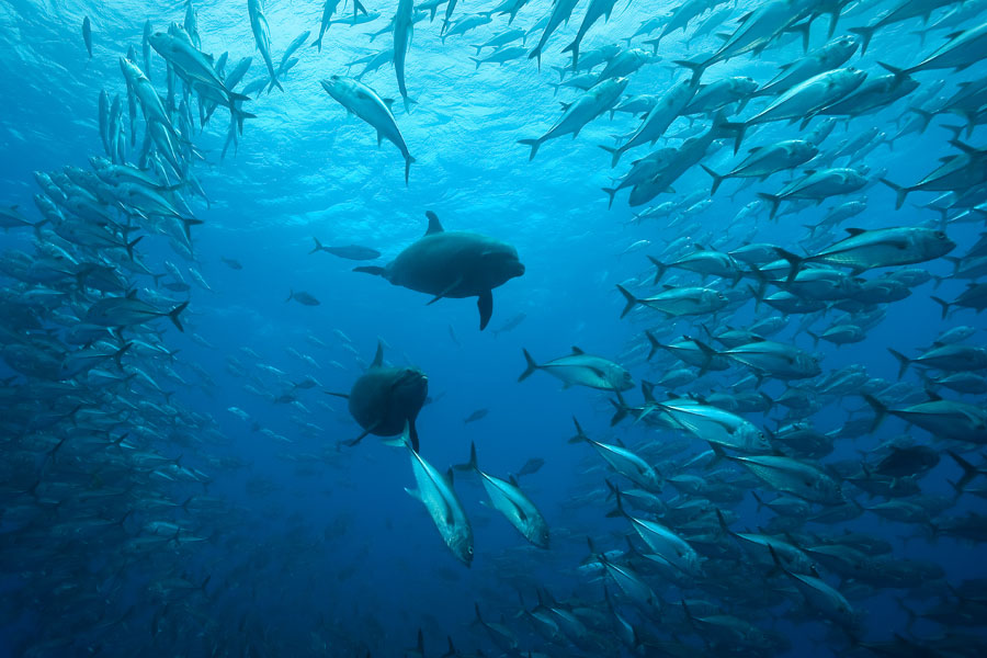 Dolphins and school of big eye jacks in Cocos Island 