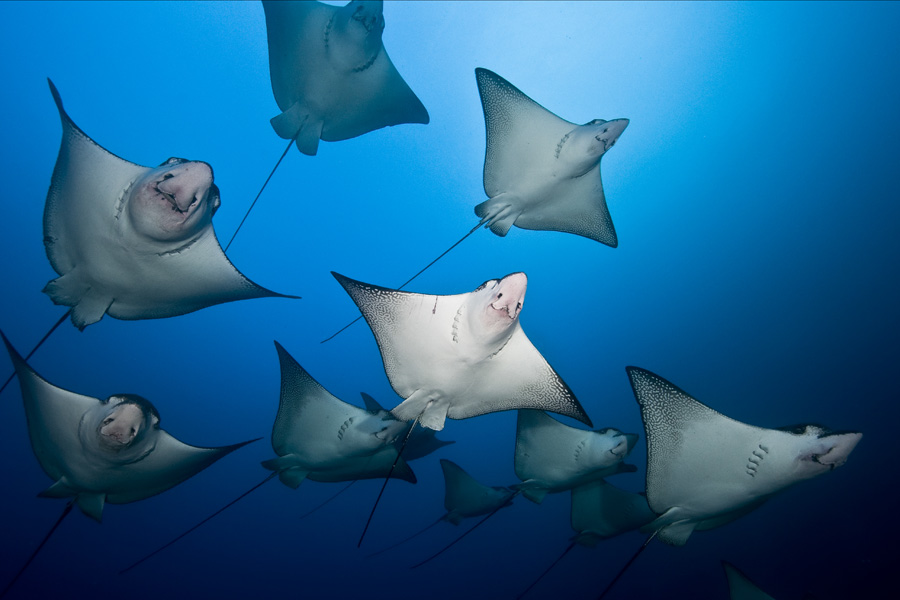 Diving with eagle rays in Cocos Island 