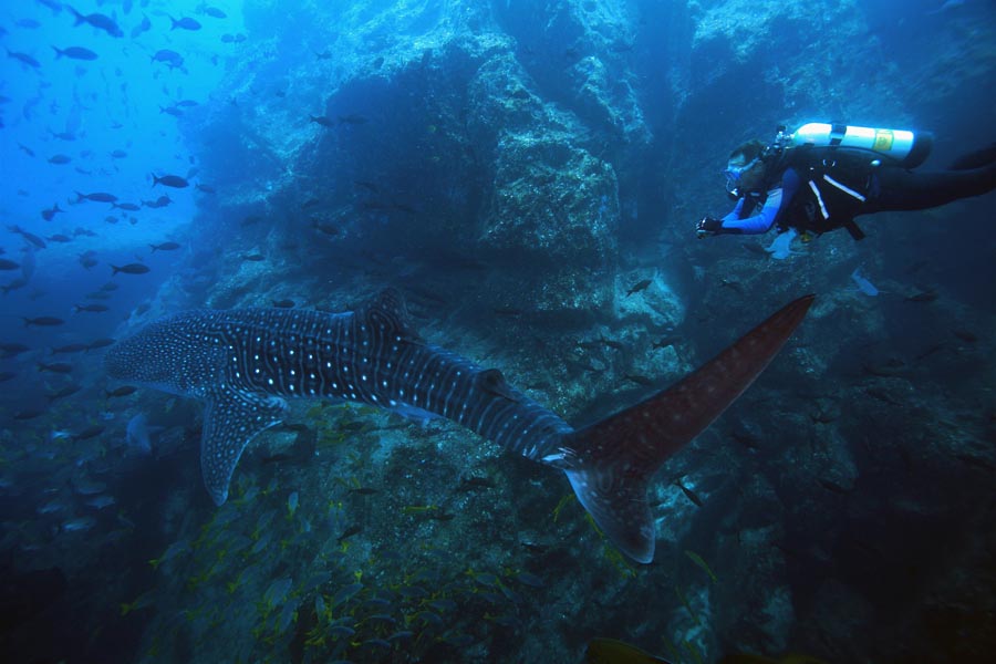 Diver and whale shark in Cocos Island 
