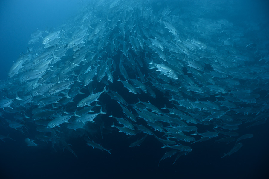 School of big eye jacks in Cocos Island 