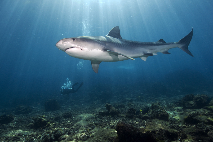 Diving with tiger sharks in Cocos Island 