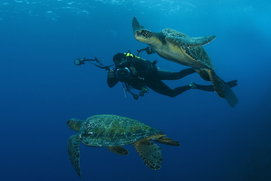 Diver and turtles in Cocos Island 