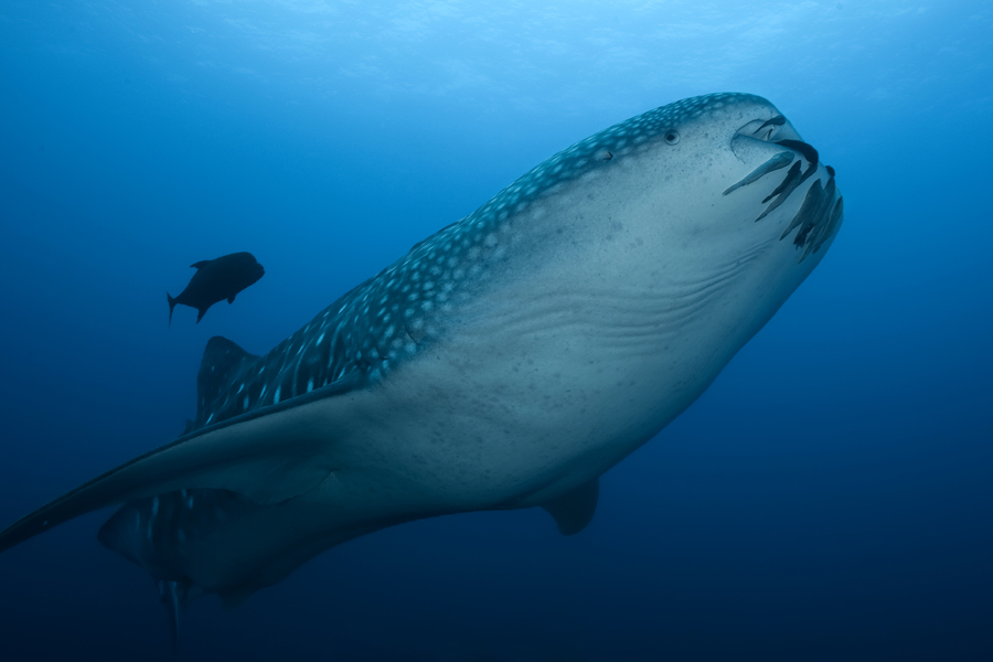 Diving with whale sharks in Cocos Island 