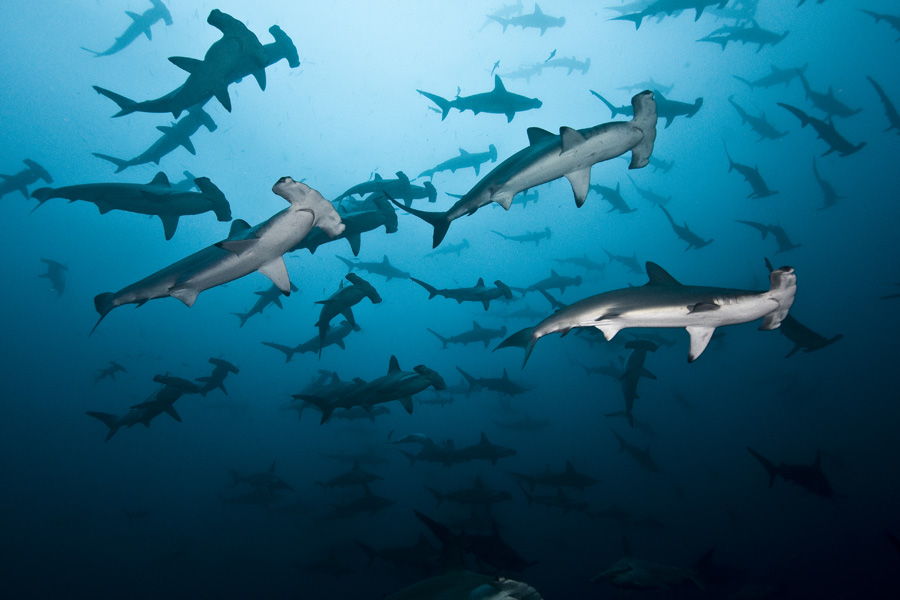 Diving with hammerhead sharks in Cocos Island 