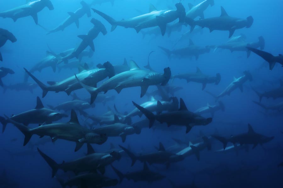 Cocos Island: diving with school of hammerhead sharks