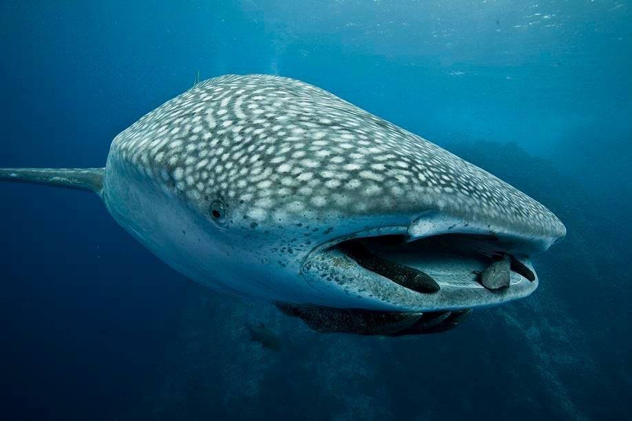 Diving with whale sharks in Cocos Island 