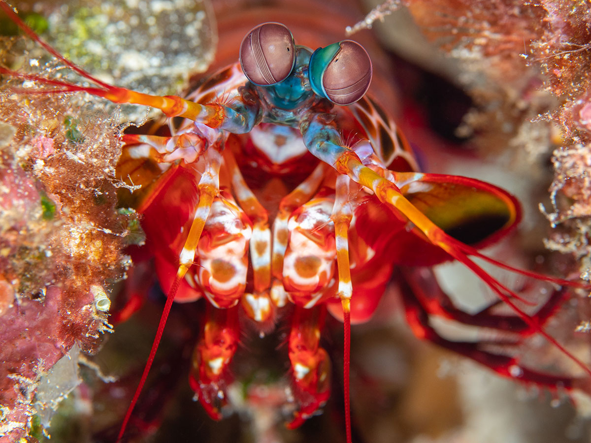 Coralia Liveaboard dive cruises in Indonesia