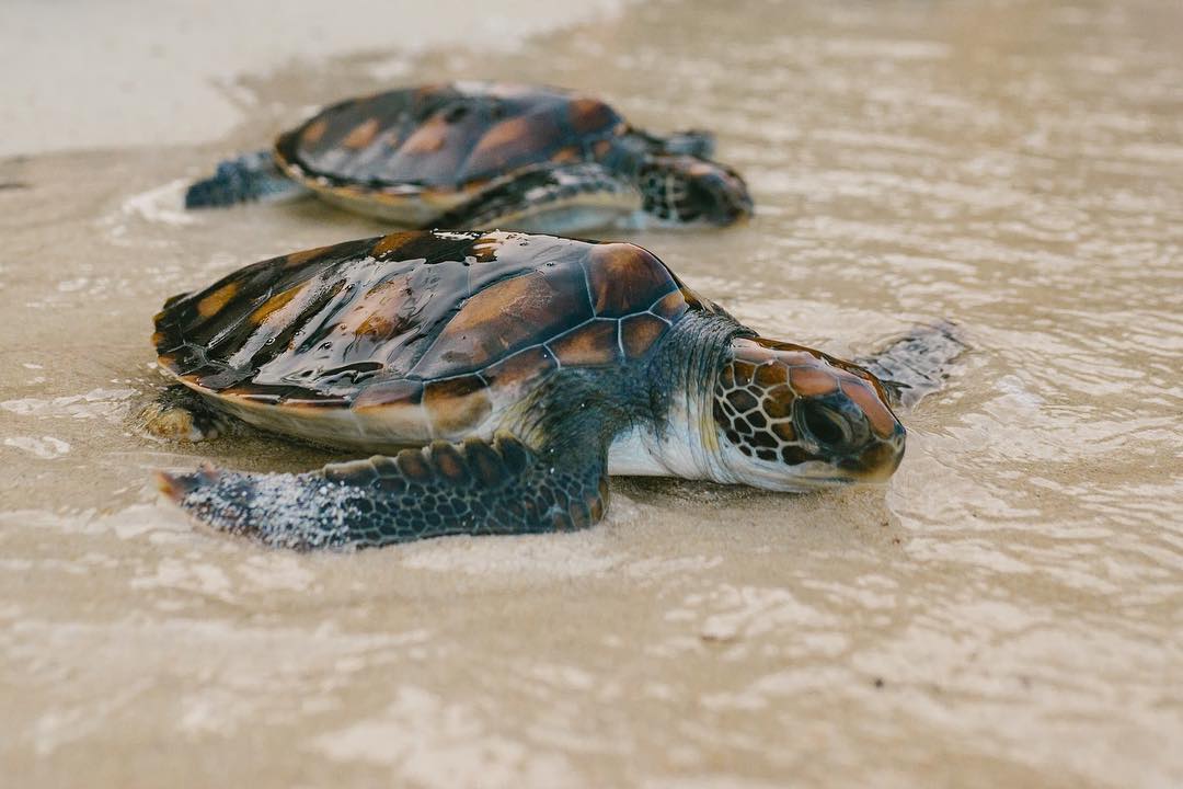 Turtle rescue program at Cove Eco Resort, Raja Ampat