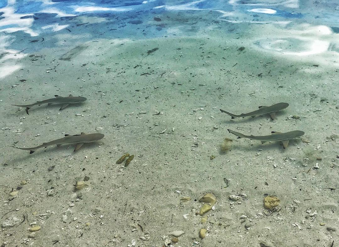 Shark sanctuary at Cove Eco Resort, Raja Ampat