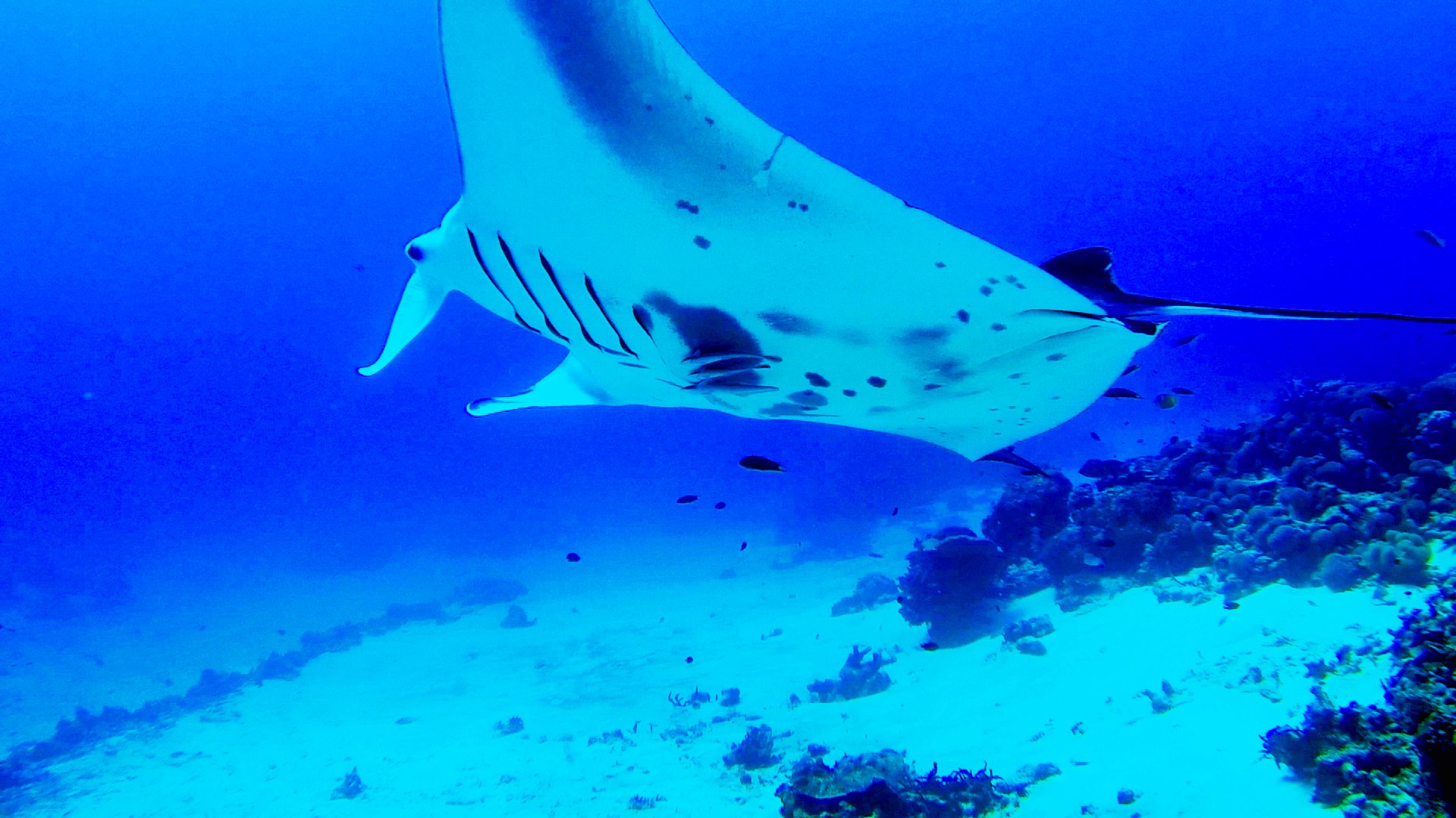 Dive and snorkel with mantas at Cove Eco Resort, Raja Ampat