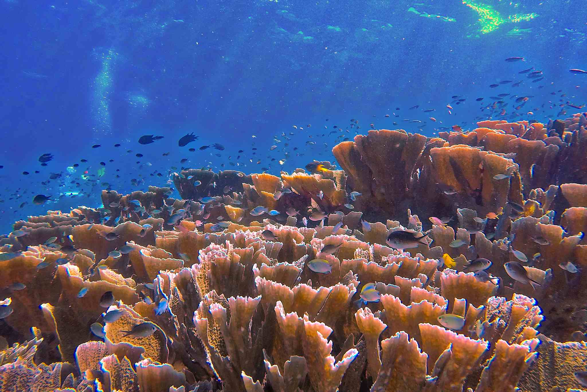 Dive and snorkel coral reefs at Cove Eco Resort, Raja Ampat