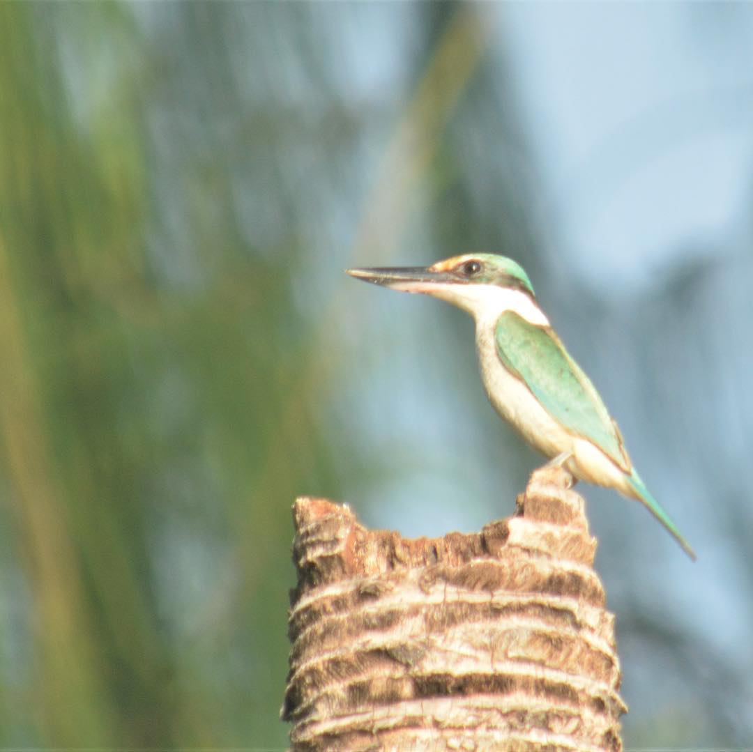 Bird watching at Cove Eco Resort, Raja Ampat
