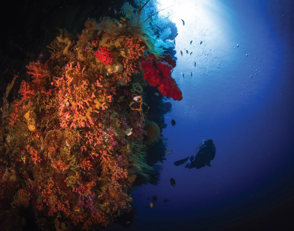Dive cruises in Indonesia with Damai 2