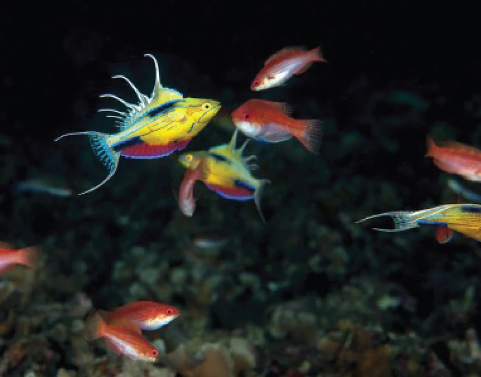 Dive cruises in Indonesia with Damai 1