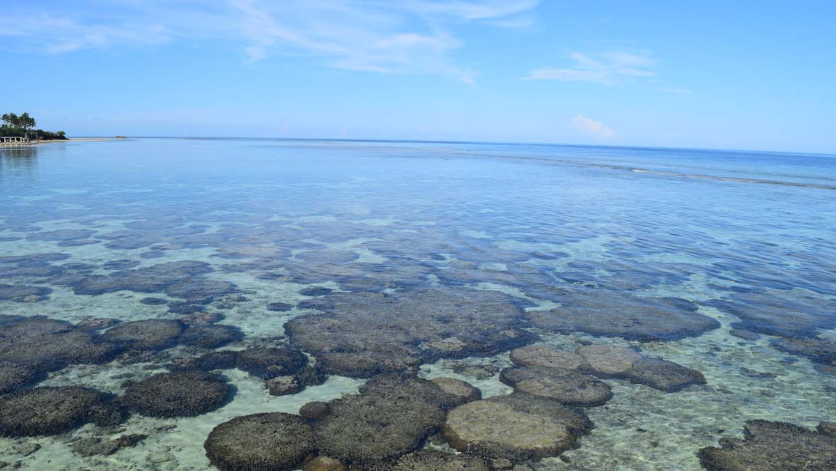 Nunukan Island home reef