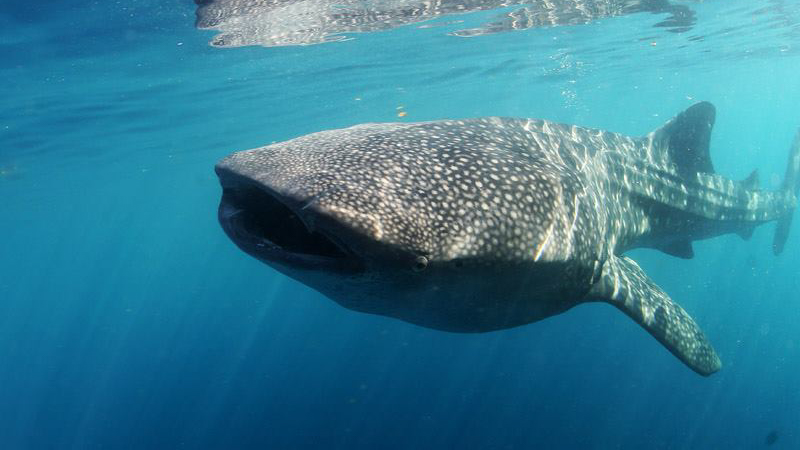 Whale shark at Derawan Islands