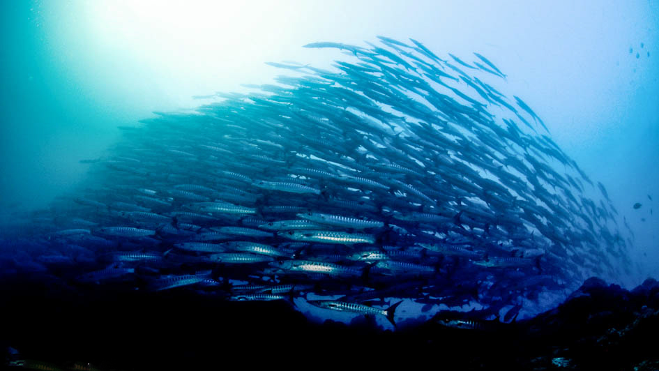 Pelagic fish at Derawan Islands
