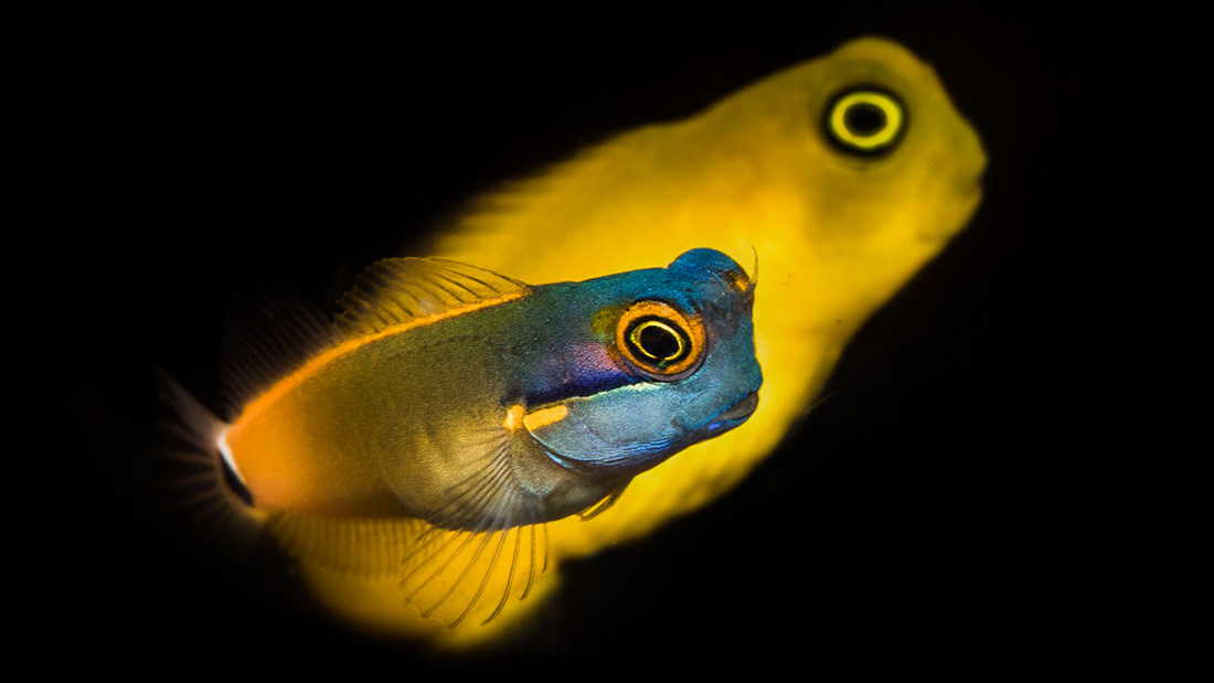 Dive cruises in Indonesia with Dewi Nusantara