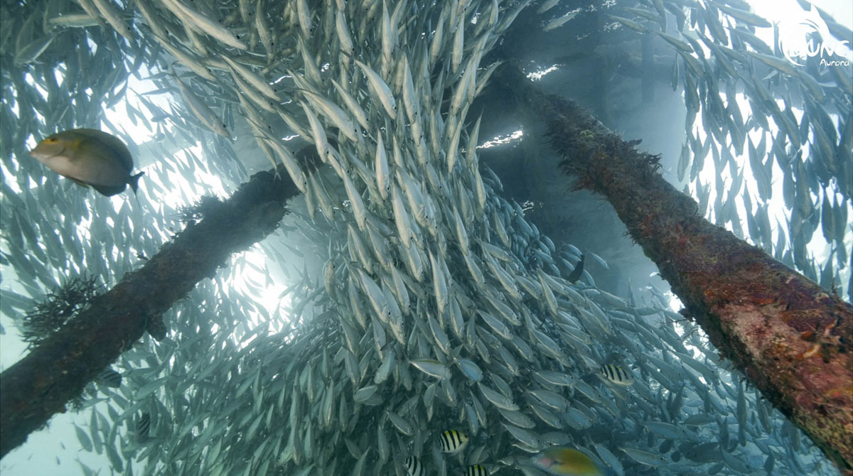 Dune Aurora dive cruises in Raja Ampat