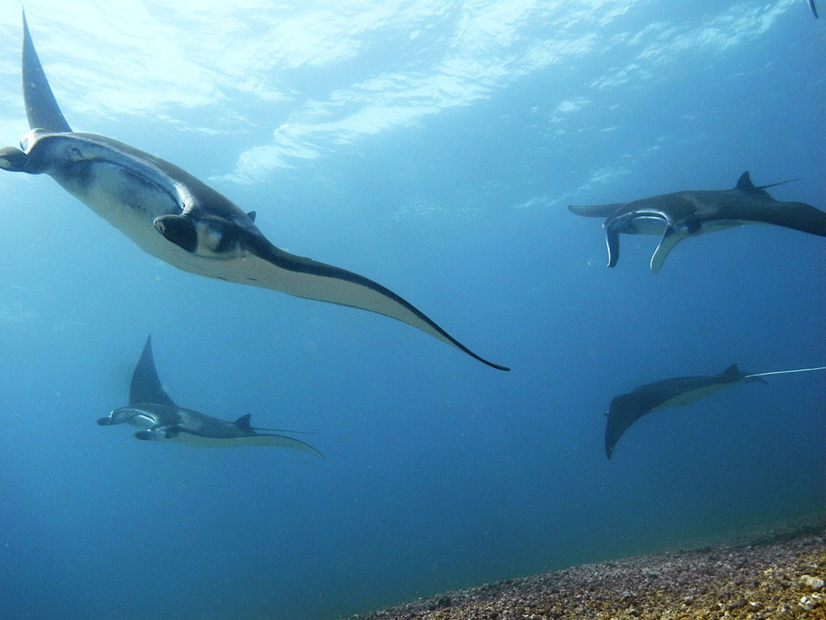 Dune Aurora dive cruises in Komodo