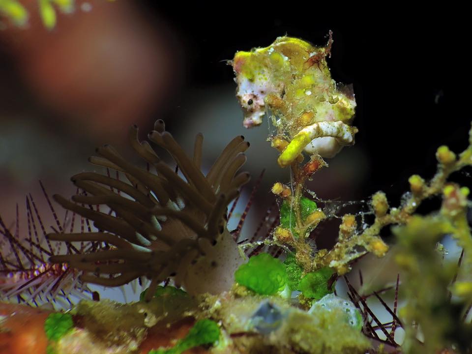 Dune Aurora dive cruises in Raja Ampat