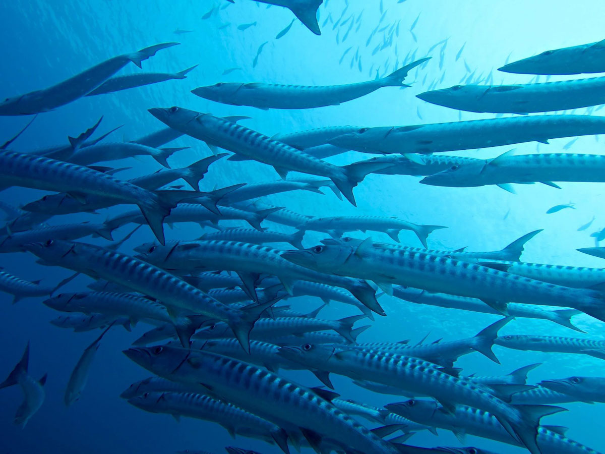Dune Aurora dive cruises in Banda Sea