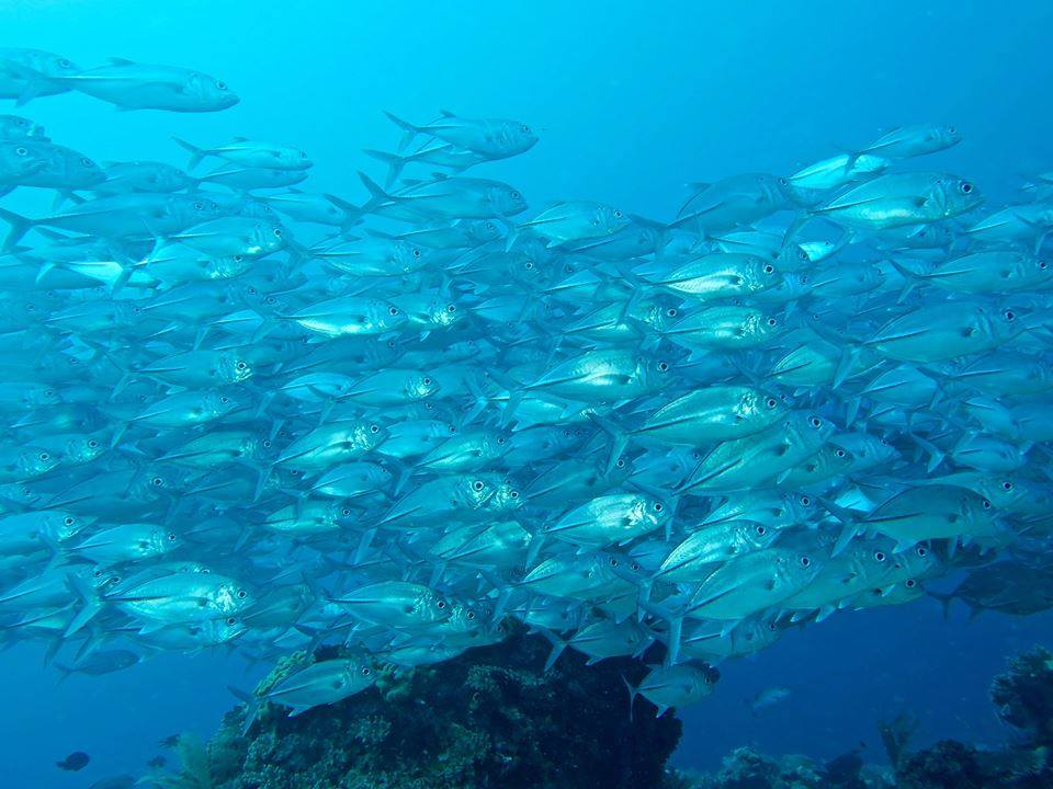 Dune Aurora dive cruises in Banda Sea