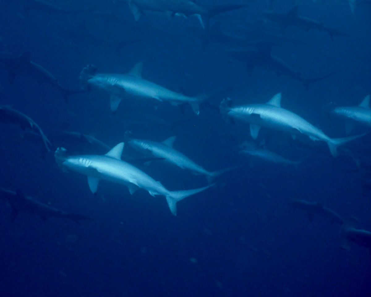 Dune Aurora dive cruises in Banda Sea