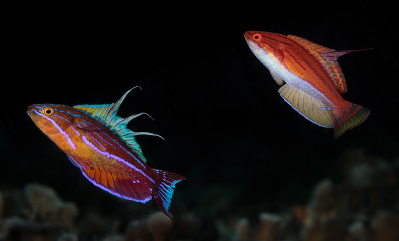 Flasher wrasse with Gaia Love dive cruises Indonesia