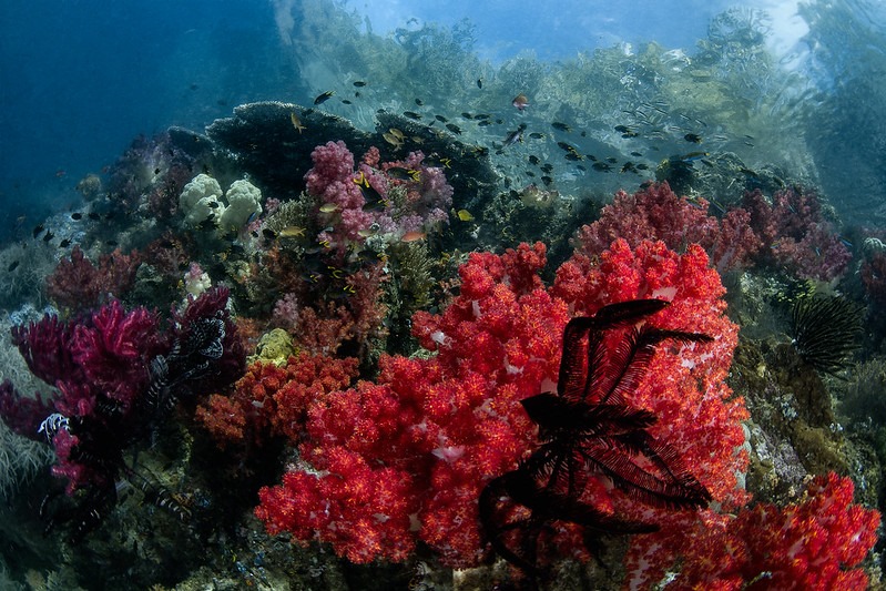 Scuba diving coral reef of Indonesia with Gaia Love